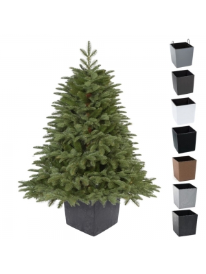 JODŁA SZLACHETNA PE PREMIUM W KWADRATOWEJ DONICY - 3 rozmiary, 7 kolorów doniczki