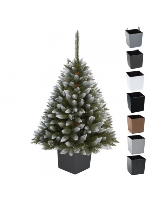 ŚWIERK DIAMENTOWY PREMIUM W KWADRATOWEJ DONICY - 3 rozmiary, 7 kolorów donicy