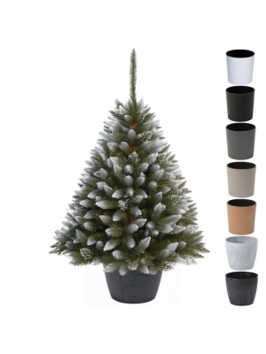 ŚWIERK DIAMENTOWY PREMIUM W OKRĄGŁEJ DONICY - 3 rozmiary, 7 kolorów donicy