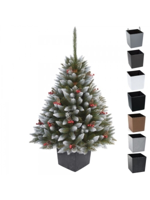 ŚWIERK ILEX Z OSTROKRZEWEM I SZYSZKĄ W KWADRATOWEJ DONICY - 3 rozmiary, 7 kolorów donicy