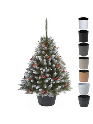 ŚWIERK ILEX Z OSTROKRZEWEM I SZYSZKĄ W OKRĄGŁEJ DONICY - 3 rozmiary, 7 kolorów donicy