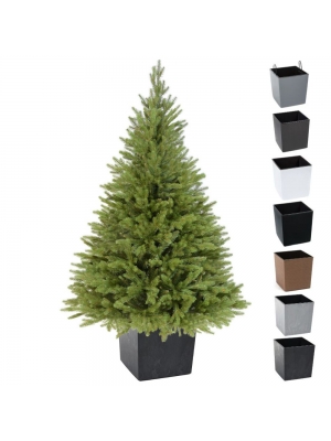 ŚWIERK KAUKASKI PE PREMIUM W KWADRATOWEJ DONICY - 3 rozmiary, 7 kolorów doniczki