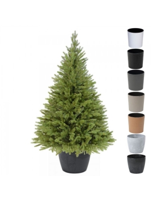 ŚWIERK KAUKASKI PE PREMIUM W OKRĄGŁEJ STYLOWEJ DONICY - 3 rozmiary, 7 kolorów doniczki