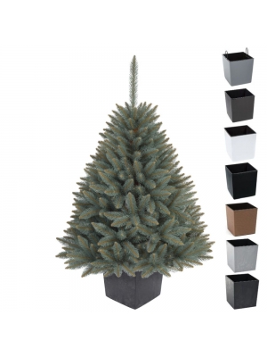 ŚWIERK SREBRNY PREMIUM W KWADRATOWEJ DONICY - 3 rozmiary, 7 kolorów donicy