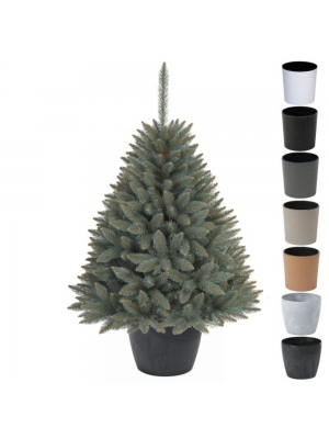 ŚWIERK SREBRNY PREMIUM W OKRĄGŁEJ DONICY - 3 rozmiary, 7 kolorów donicy