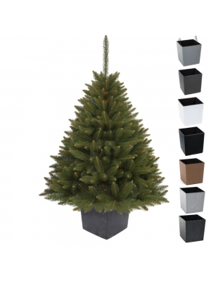 ŚWIERK SYBERYJSKI PREMIUM W KWADRATOWEJ DONICY - 3 rozmiary, 7 kolorów donicy