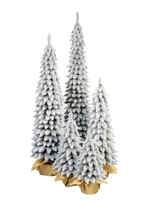 Świerk zakopiański pokryty śniegiem w jucie