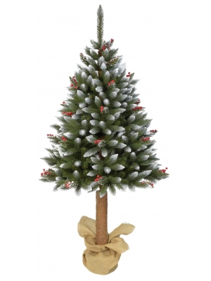 ŚWIERK DIAMENTOWY Z OSTROKRZEWEM i SZYSZKĄ NA PNIU - 3 rozmiary